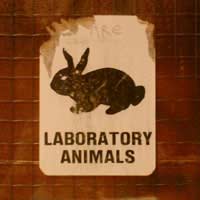 Animal Testing Cruelty-free Cosmetics