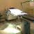 Laser Eye Surgery