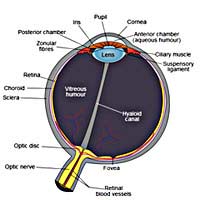 Dark Circles Dark Circles Under The Eyes